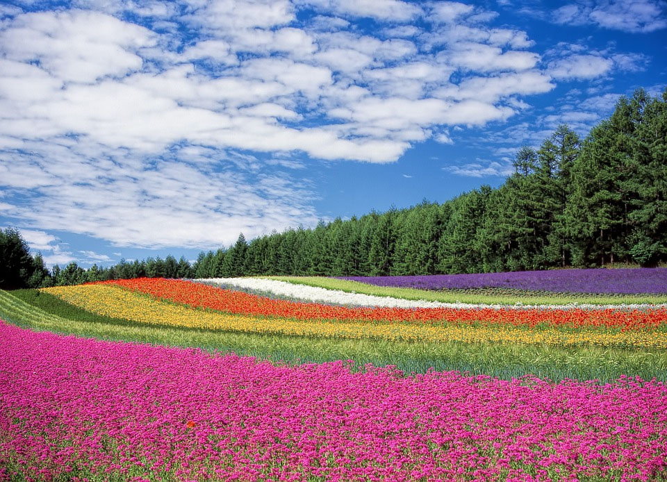 Hokkaido Nhật Bản – Vùng đất Châu Âu thu nhở ở Nhật Bản